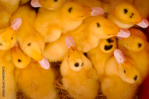 Ducklings from above