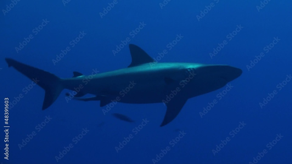 sharks sharks