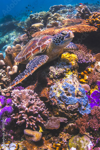 Sea turtle sitting on a colorful reef underwater in Malaysia