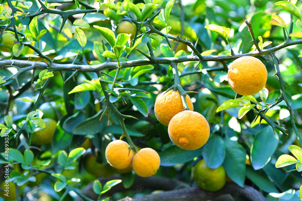 Fruits of wild lemon on a branch (Citrus trifoliata)
