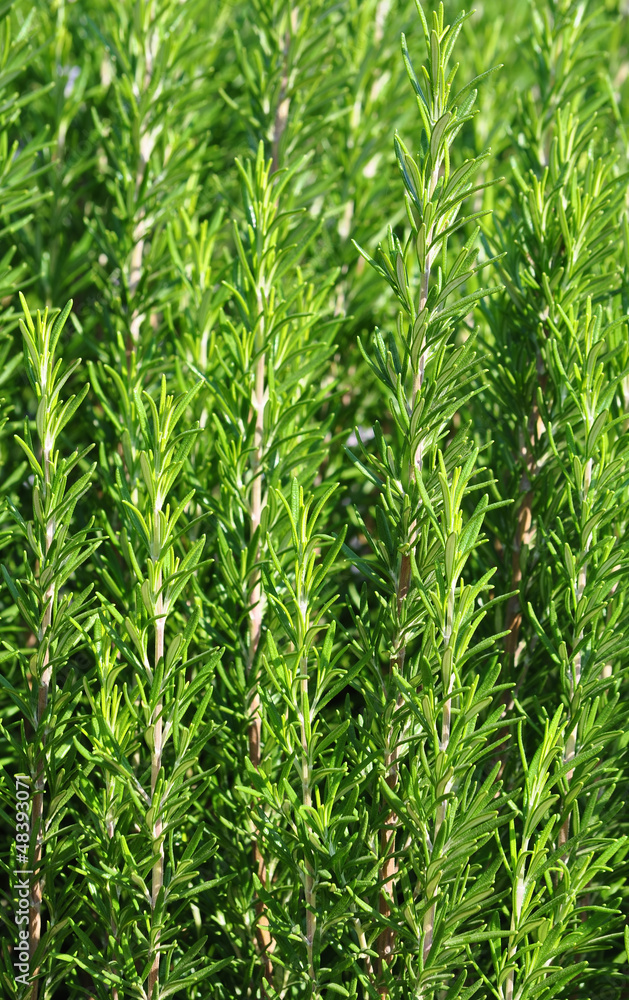 Rosemary spice close-up Rosemary spice close-up