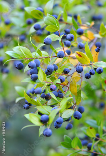 Myrtle berries on branches