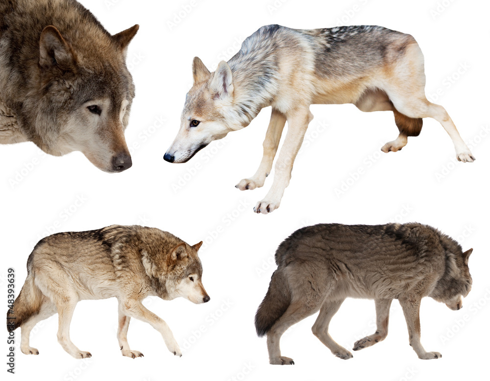 Set of few wolves over white