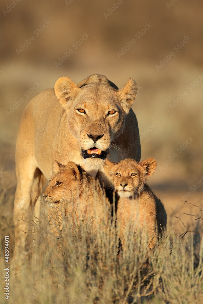 Fototapeta premium Lioness with cubs