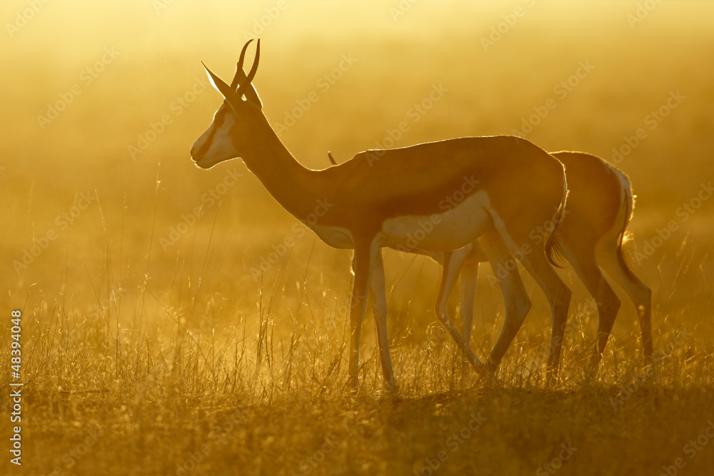 Springbok at sunrise, Kalahari desert