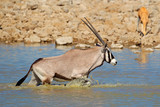 Gemsbok antelope in water, Etosha N/P