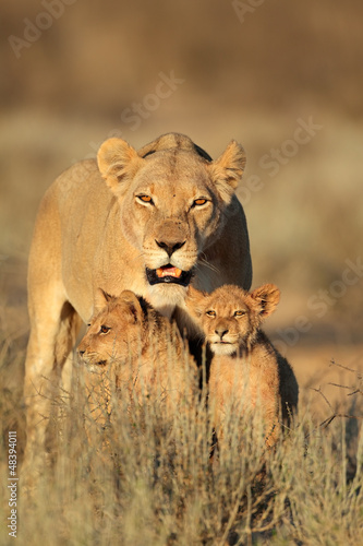 Lioness with cubs Poster Mural XXL