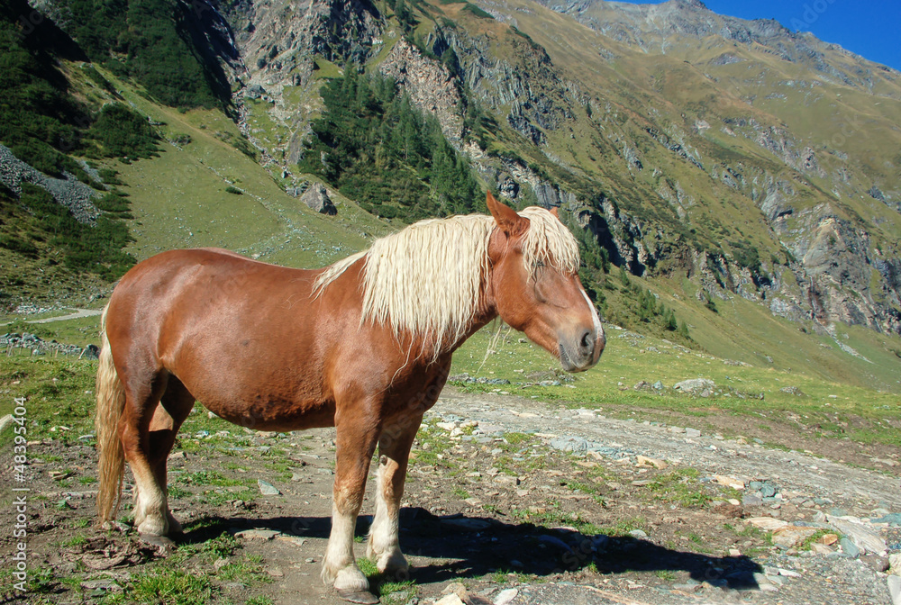 Beautiful Horse in the Alps