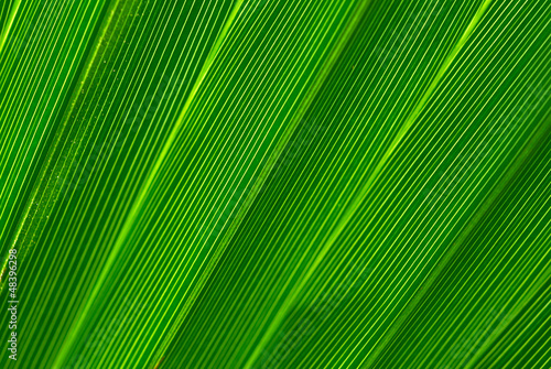 Green palm tree leaf background