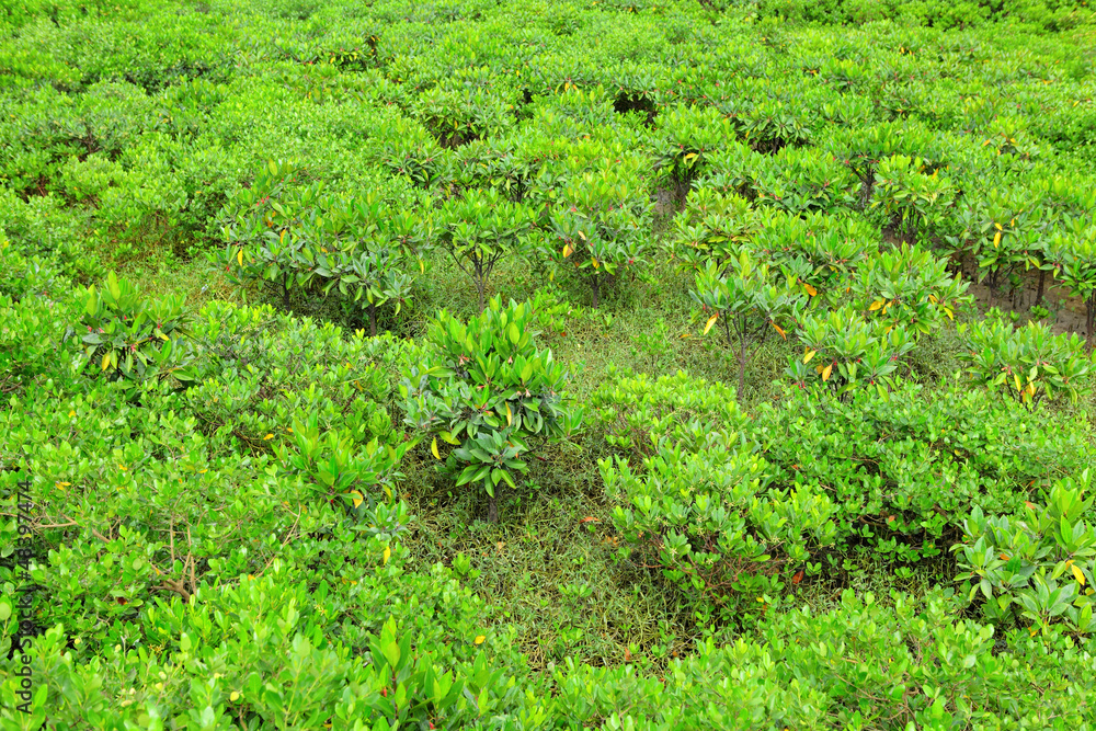 Red Mangrove wood in Hong Kong Red Mangrove wood in Hong Kong