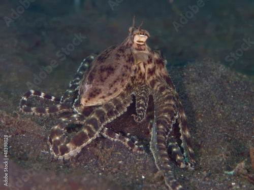  Mimic Octopus