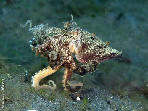  Mimic Octopus