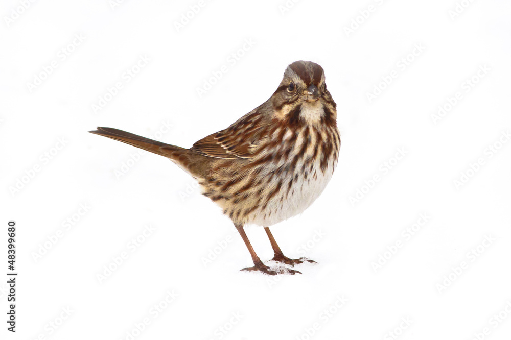 Fototapeta premium Song Sparrow isolated on a white background