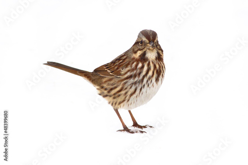 Song Sparrow isolated on a white background