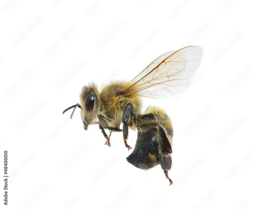bee bee