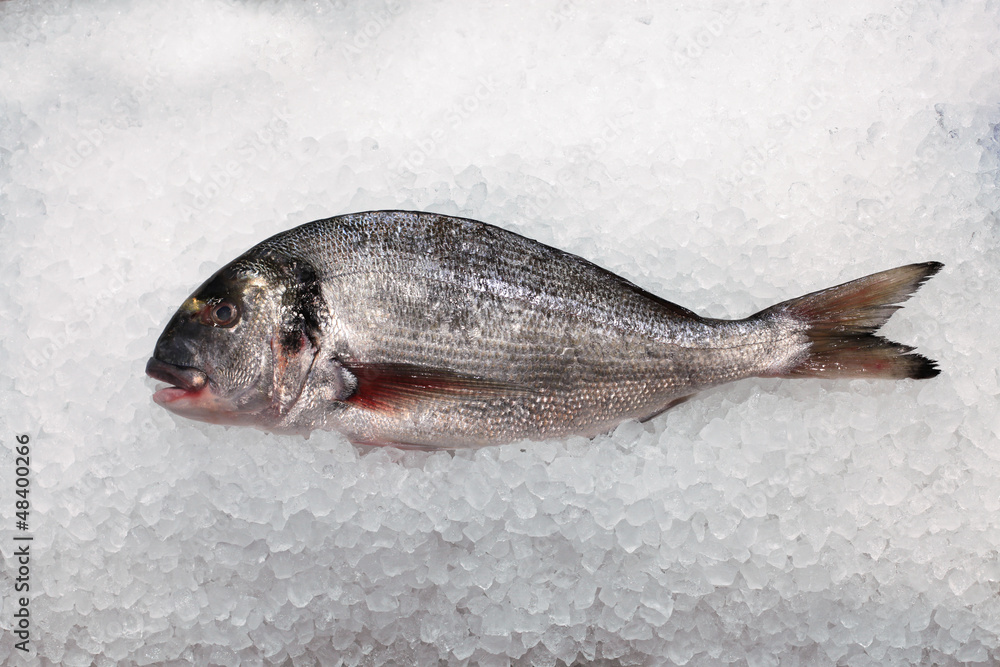Fototapeta premium Dorade sur glace