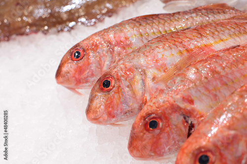 Rougets frais poissons