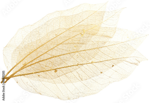 nervures de feuilles translucides photo