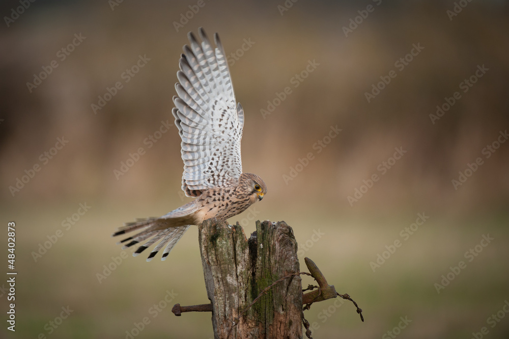 Fototapeta premium Female Kestrel