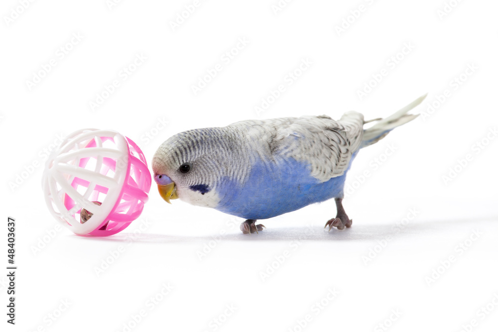 Fototapeta premium Playful Parakeet