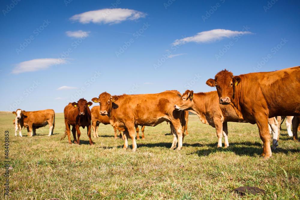 Cows grazing on a lovely green pasture