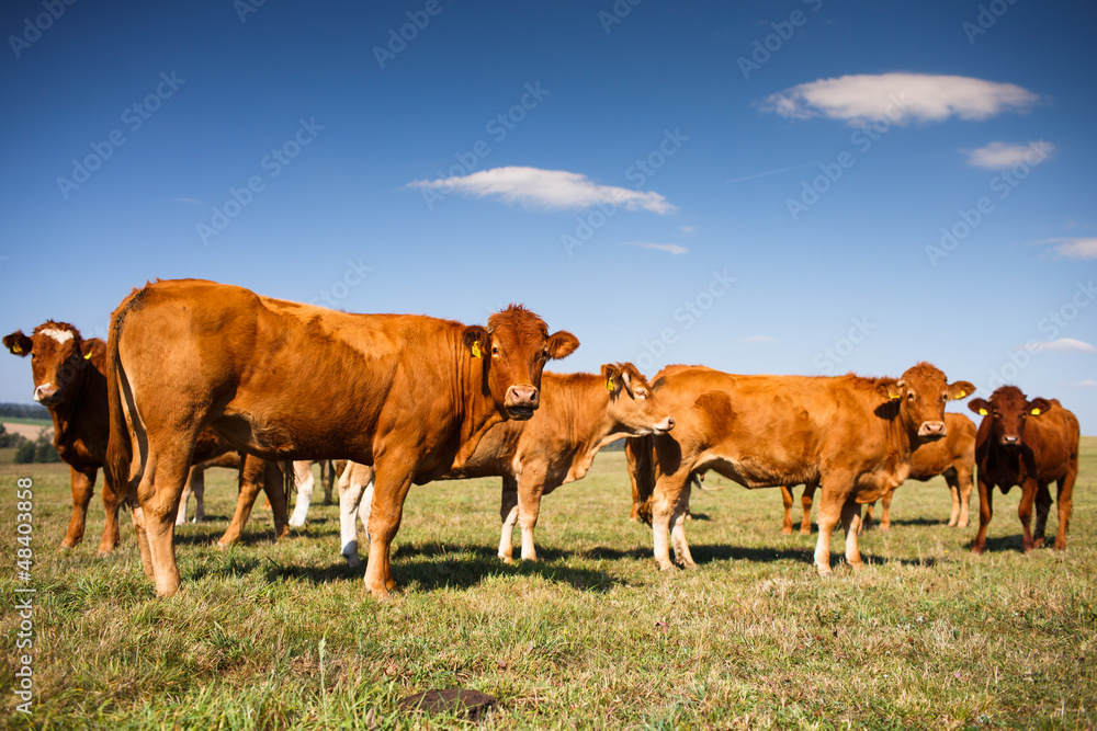 Cows grazing on a lovely green pasture Cows grazing on a lovely green pasture