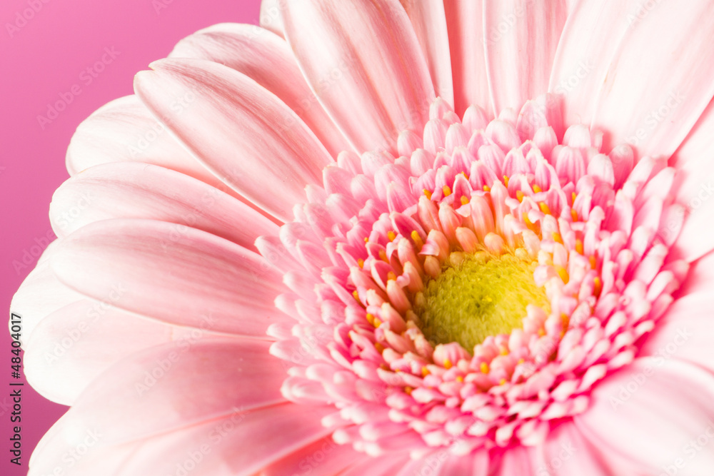pink gerbera pink gerbera