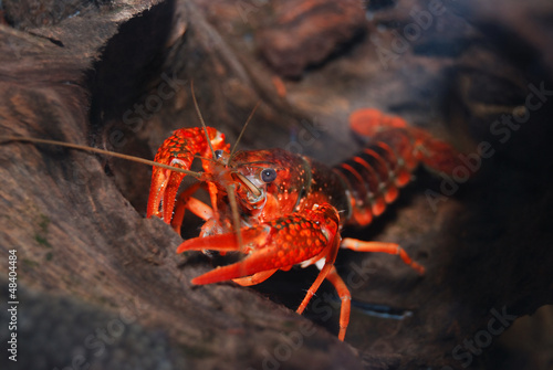 louisiana swamp crayfish Procambarus clarkii