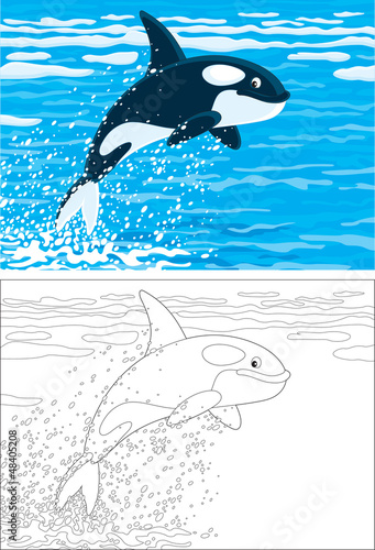 orca leaping out of the water in a polar sea