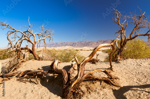 Bilde på lerret Mesquite Flat Sand Dunes