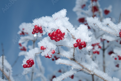 Viburnum berries covered with snow
