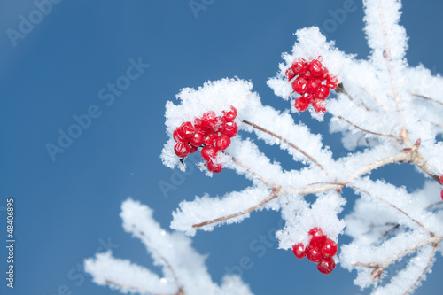 Viburnum berries covered with snow