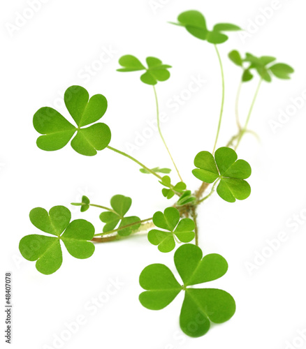Decorative clover plant over white background