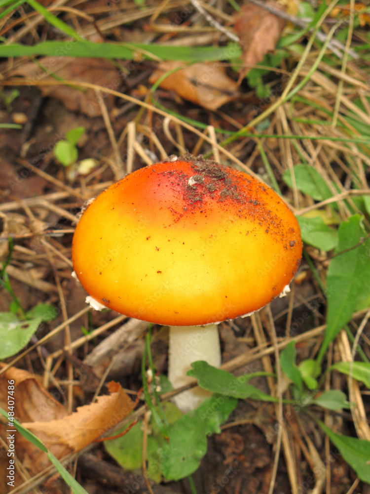 Fly agaric (Amanita muscaria) mushroom in the autumn forest Fly agaric (Amanita muscaria) mushroom in the autumn forest