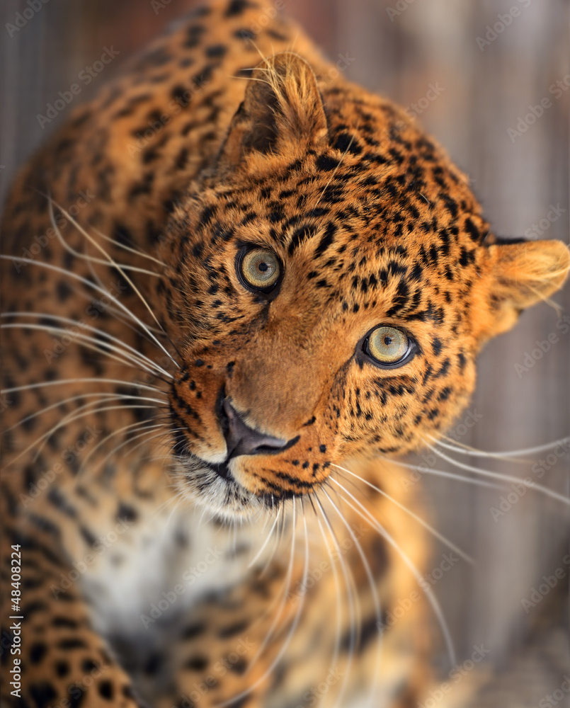 Fototapeta premium Leopard