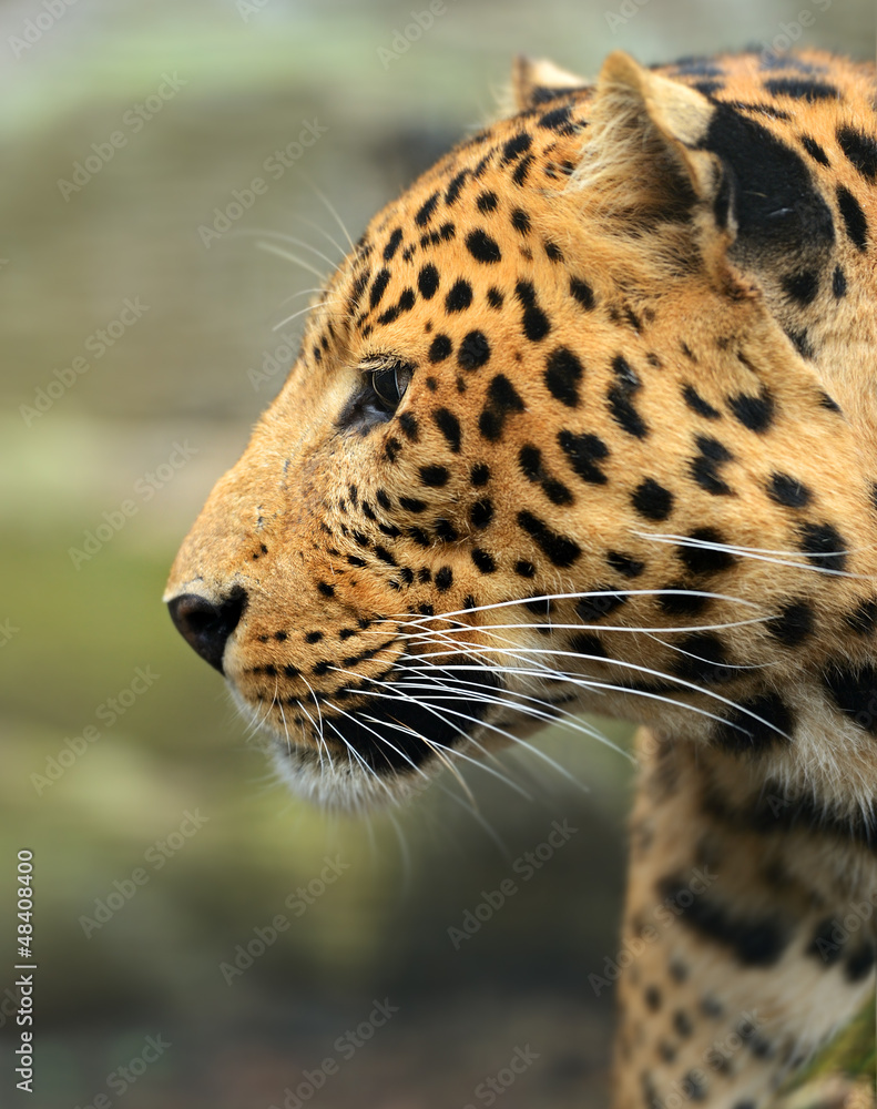 Obraz premium Leopard