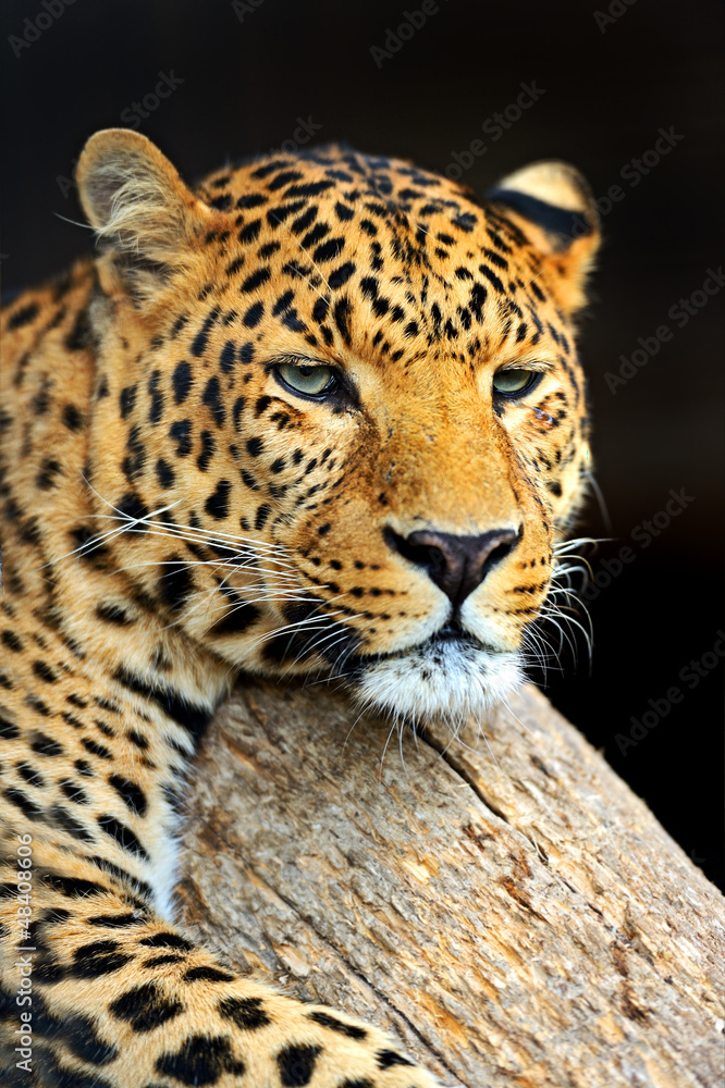 Naklejka premium Leopard