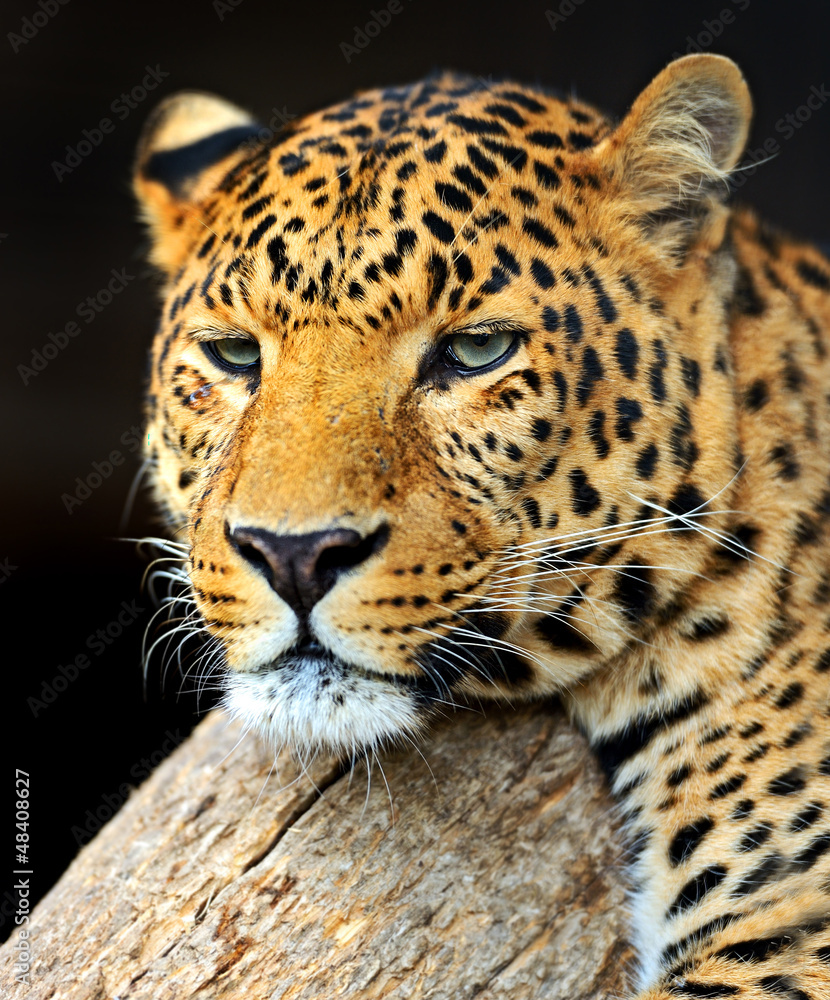 Leopard Leopard
