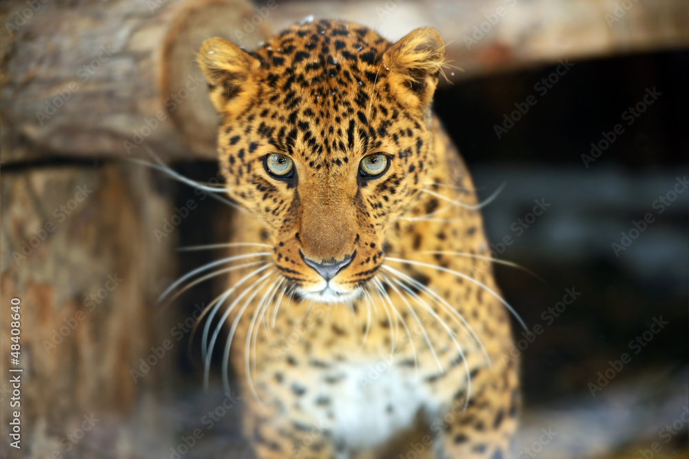 Fototapeta premium Leopard