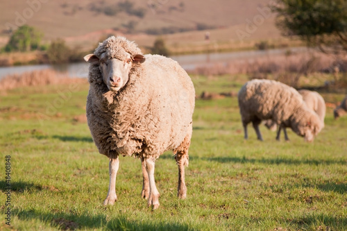 Fototapeta Naklejka Na Ścianę i Meble -  One sheep staring while the flock is feeding