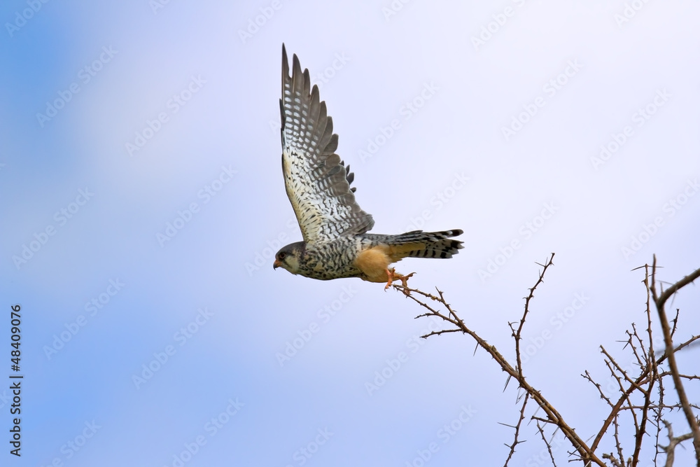 Fototapeta premium Kestrel taking off from a branch