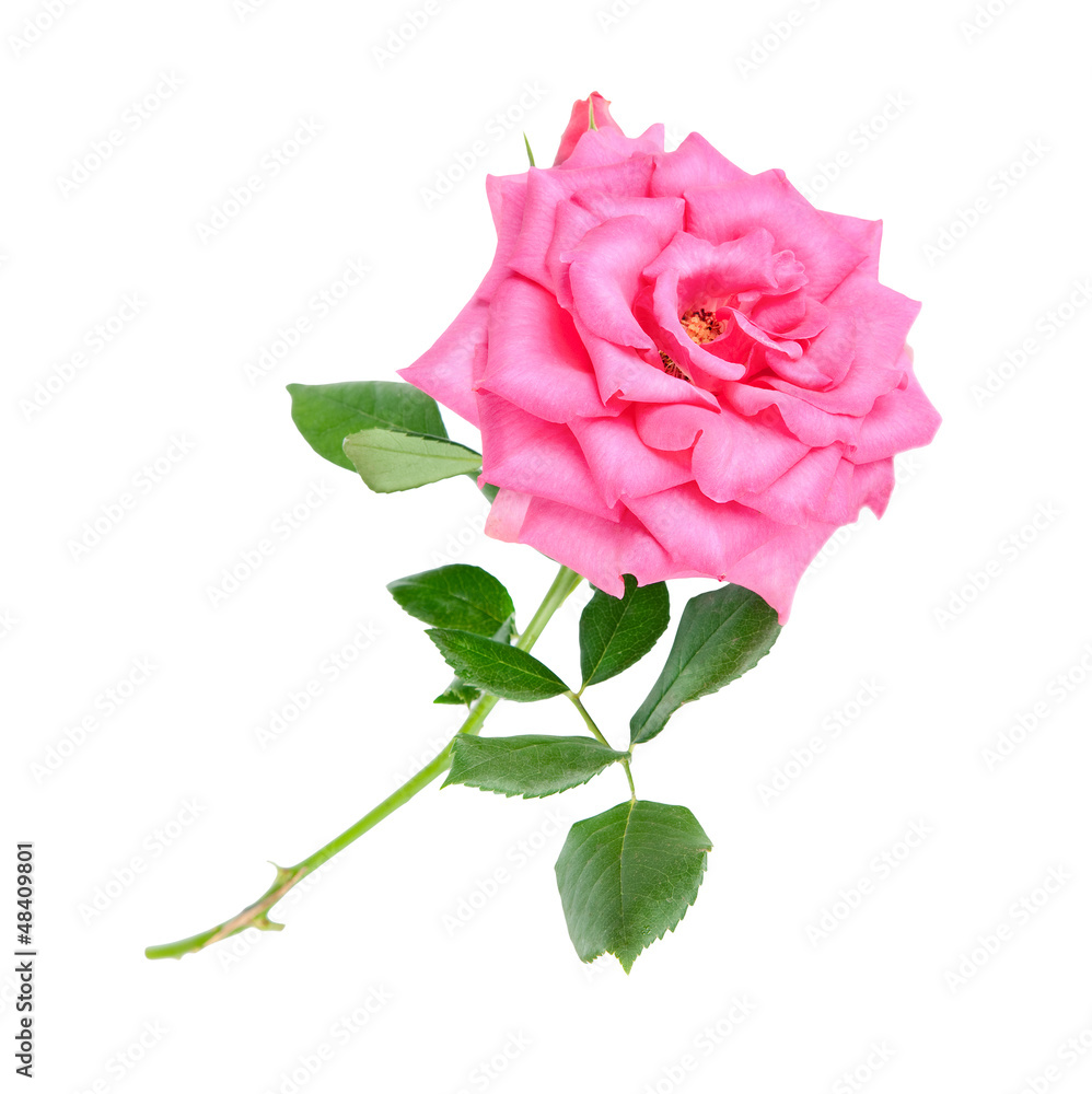Obraz premium pink rose flower isolated on a white