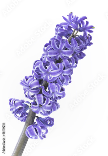 fleur de jacinthe mauve
