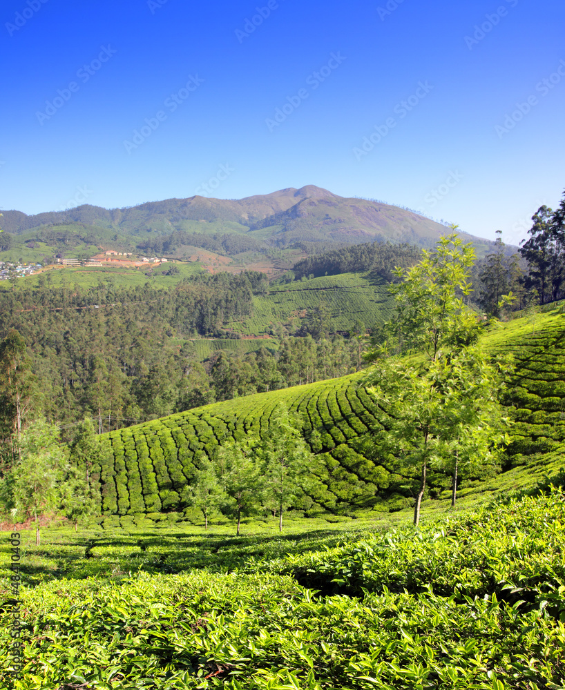 mountain tea plantation in India