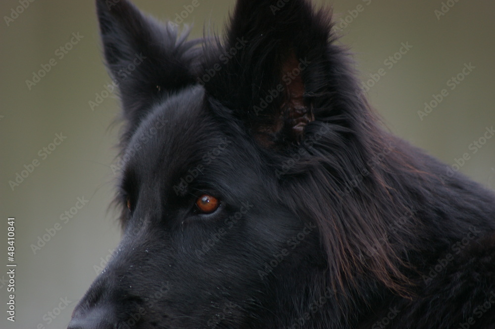 Fototapeta premium Die Augen des Altdeutschen