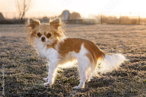 chihuahua in winter