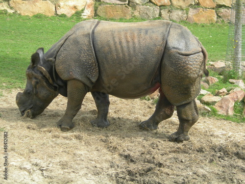 Rhinoc  ros d Asie