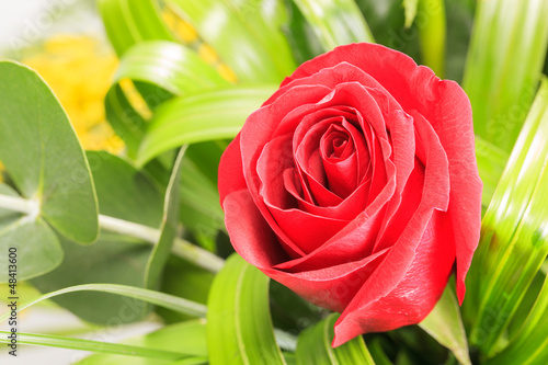 Red Rose flower