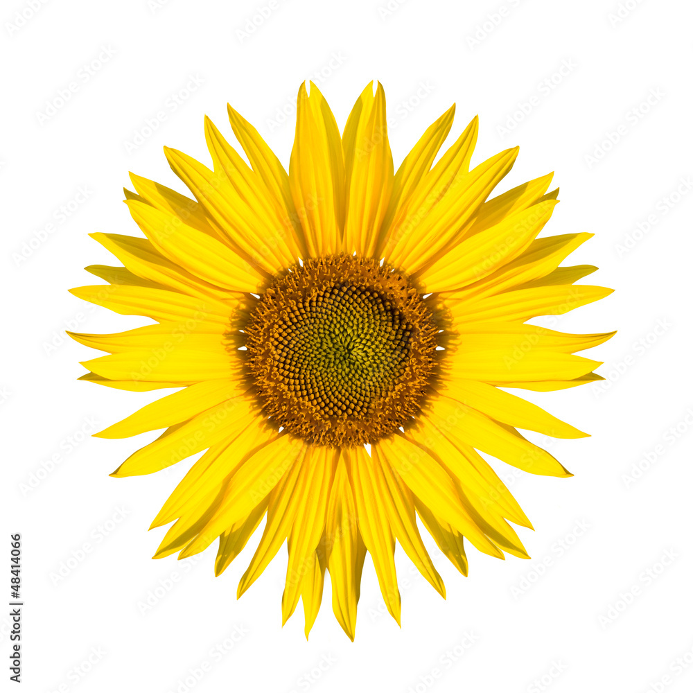 Fototapeta premium sonnenblume freisteller