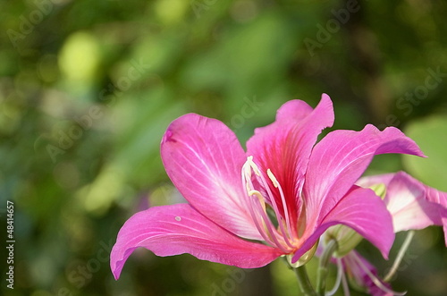 Purple Bauhinia